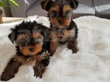 Wc Eğitimli Tea Cup Yorkshire Terrier Yavrular