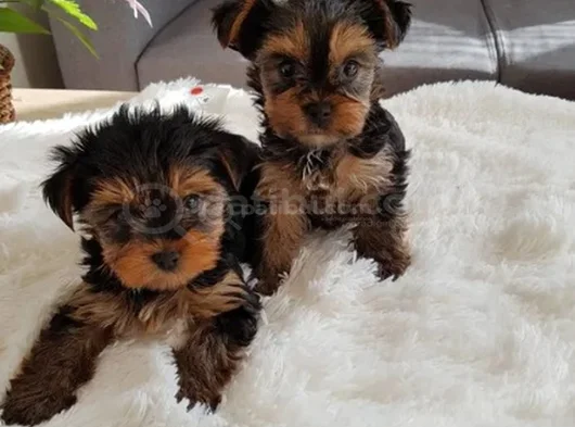 Wc Eğitimli Tea Cup Yorkshire Terrier Yavrular görsel