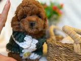 Toy Poodle Yavrularimiz