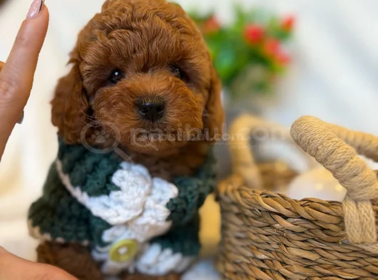 Toy Poodle Yavrularimiz görsel
