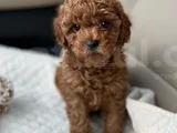 Deni̇zli̇ Merkez Tesli̇me Hazir Poodle Bebekler