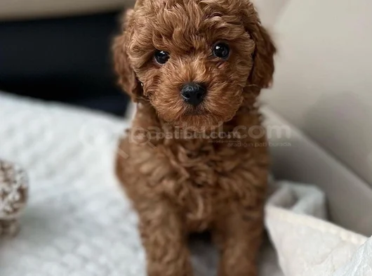 Deni̇zli̇ Merkez Tesli̇me Hazir Poodle Bebekler görsel