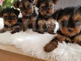 wc eğitimli tea cup yorkshire terrier yavrular