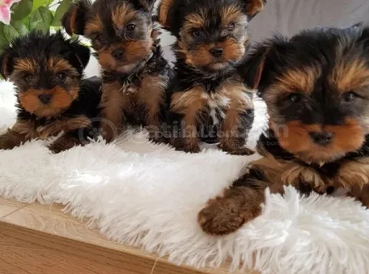 Wc Eğitimli Tea Cup Yorkshire Terrier Yavrular