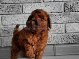 En Özel Toy Poodle Yavruları