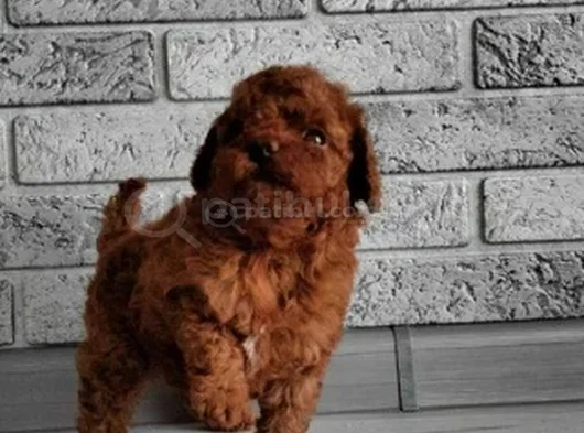 En Özel Toy Poodle Yavruları görsel