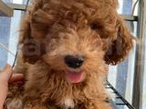 4Aylik Yavru Poodle
