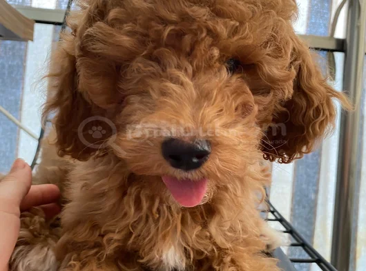 4Aylik Yavru Poodle görsel