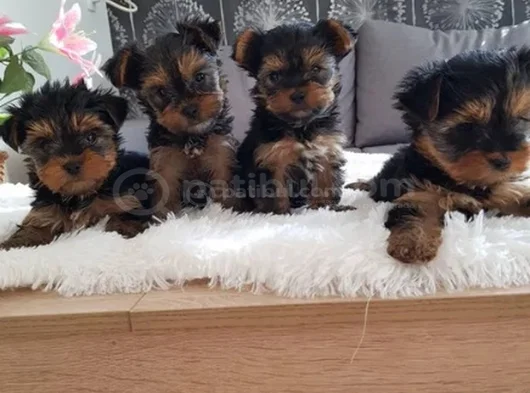 Wc Eğitimli Tea Cup Yorkshire Terrier Yavrular görsel