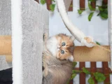 British Longhair Erkek