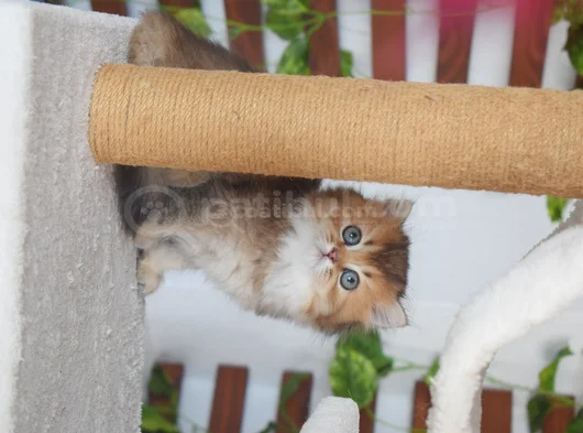 British Longhair Erkek görsel