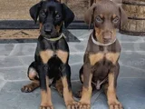 Efsane King Doberman Yavrularımız