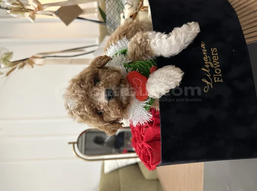 Türkiyenin En Özel Maltipoo Bebekleri Için Doğru Adrestesin görsel