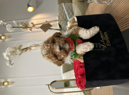 Türkiyenin En Özel Maltipoo Bebekleri Için Doğru Adrestesin görsel
