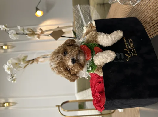 Türkiyenin en özel maltipoo bebekleri için doğru adrestesin