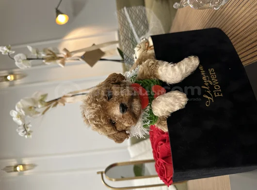 Türkiyenin En Özel Maltipoo Bebekleri Için Doğru Adrestesin görsel