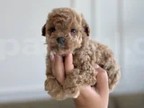 Çantanızda Gezdirilecek O Micro Toypoodle