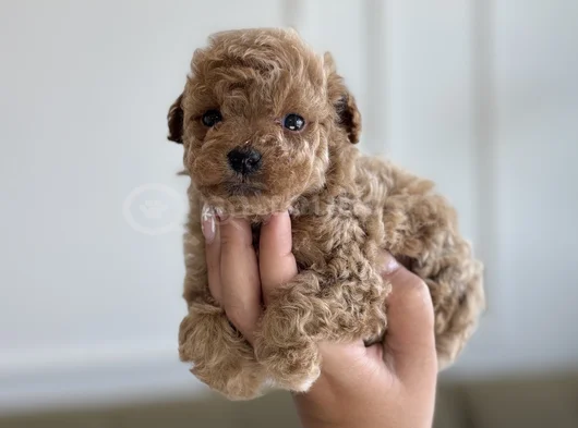 Çantanızda Gezdirilecek O Micro Toypoodle görsel