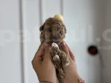Çantanızda Gezdirilecek O Micro Toypoodle