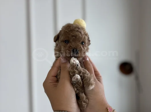 Çantanızda Gezdirilecek O Micro Toypoodle görsel