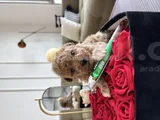 Çantanızda gezdirilecek o micro toypoodle