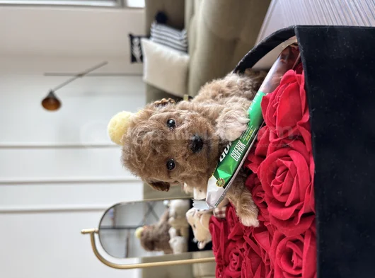 Çantanızda Gezdirilecek O Micro Toypoodle