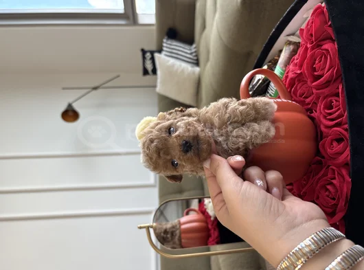 Çantanızda Gezdirilecek O Micro Toypoodle görsel