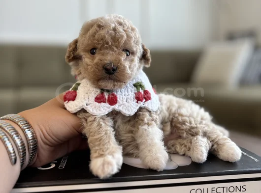 Muhtesem Renk Dağılımı Limited Bebek görsel