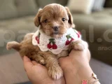 Muhtesem maltipoo yavruları