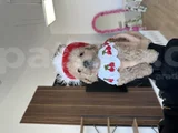 Bebeksi Cherry Maltipoo