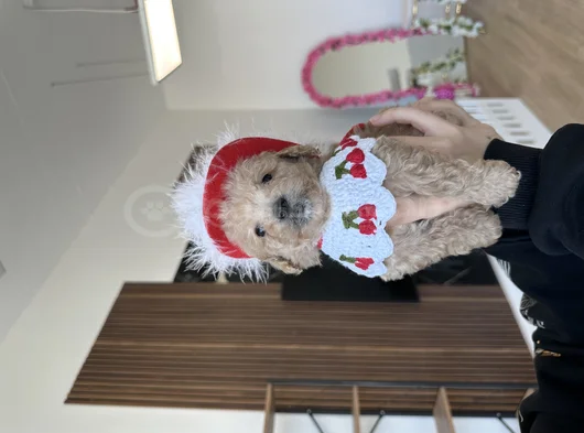 Bebeksi Cherry Maltipoo görsel