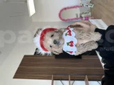 Bebeksi Cherry Maltipoo