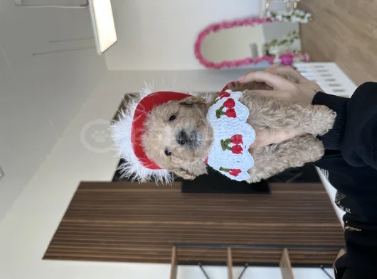 Bebeksi Cherry Maltipoo görsel