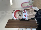 Bebeksi Cherry Maltipoo