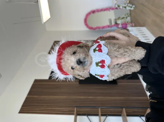 Bebeksi Cherry Maltipoo görsel