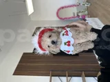 Bebeksi Cherry Maltipoo