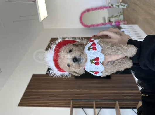 Bebeksi Cherry Maltipoo
