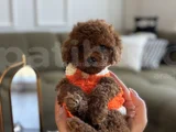 Büyümeyecek Teacup Toypoodle
