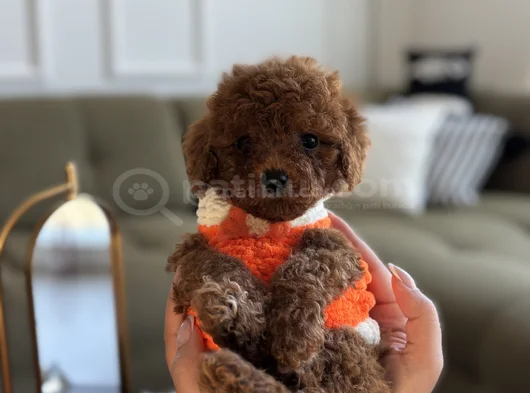 Büyümeyecek Teacup Toypoodle görsel