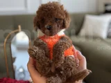 Büyümeyecek Teacup Toypoodle