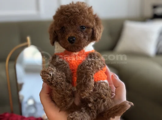 Büyümeyecek Teacup Toypoodle görsel