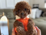 Büyümeyecek Teacup Toypoodle