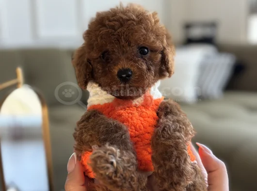 Büyümeyecek Teacup Toypoodle görsel