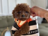 Büyümeyecek Teacup Toypoodle