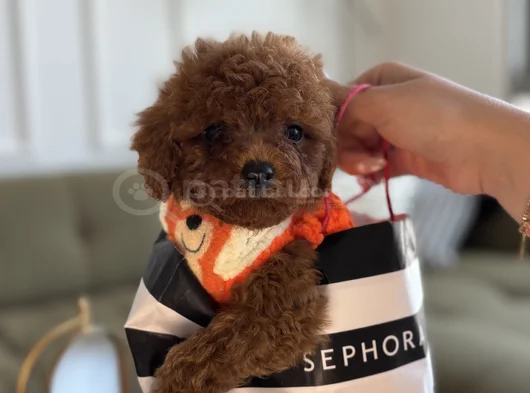 Büyümeyecek Teacup Toypoodle