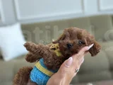 Korea Toypoodle Büyümez Kg Garantili
