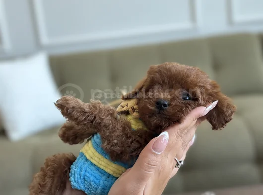 Korea Toypoodle Büyümez Kg Garantili görsel