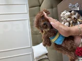 Korea Toypoodle Büyümez Kg Garantili