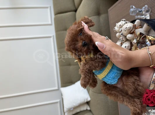 Korea Toypoodle Büyümez Kg Garantili görsel