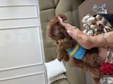 Korea Toypoodle büyümez Kg garantili